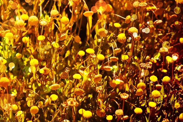 Krásný a jasný jarní květinové pozadí — Stock fotografie