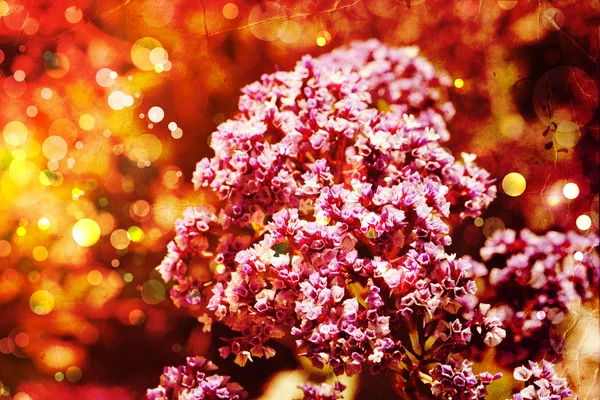 Vackra och ljusa blommor våren bakgrund — Stockfoto