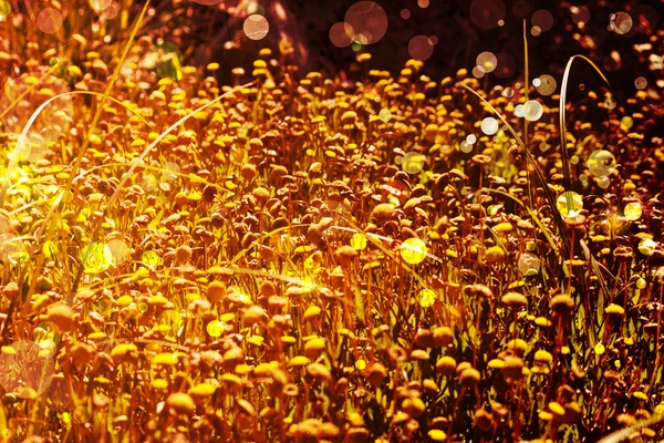 Vackra och ljusa blommor våren bakgrund — Stockfoto