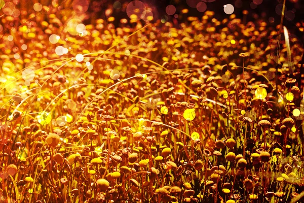 美丽而明亮的花春天背景 — 图库照片