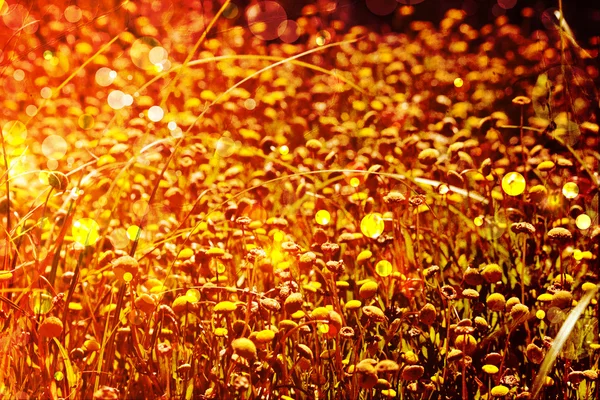 Virágos tavaszi szép és világos háttér — Stock Fotó