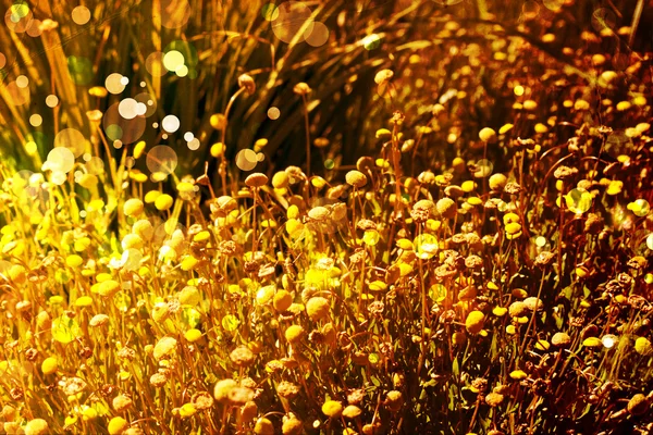 Hermoso y brillante fondo floral de primavera —  Fotos de Stock