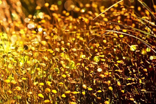 美しく、明るい花の春の背景 — ストック写真
