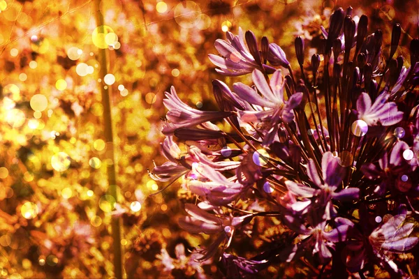 Schöne und helle blumige Frühling Hintergrund — Stockfoto