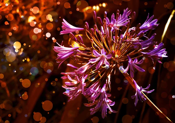 Hermoso y brillante fondo floral de primavera —  Fotos de Stock