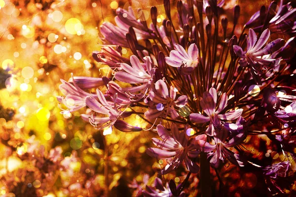 Bello e luminoso sfondo floreale primavera — Foto Stock