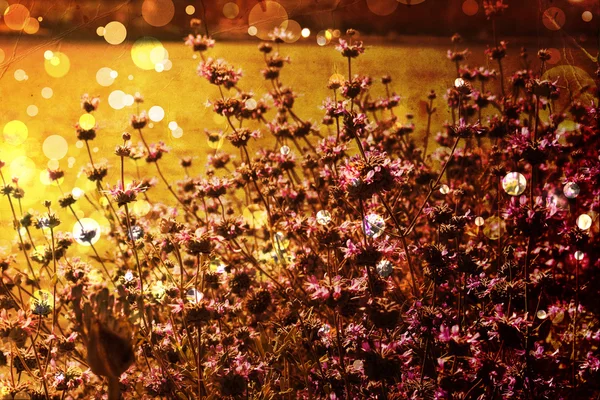 Όμορφο και φωτεινό άνοιξη floral φόντο — Φωτογραφία Αρχείου