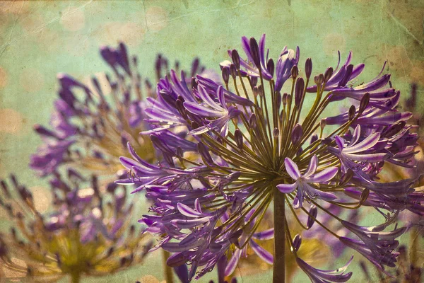 Schöne und helle blumige Frühling Hintergrund — Stockfoto