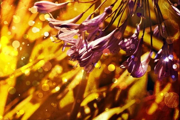 美しく、明るい花の春の背景 — ストック写真