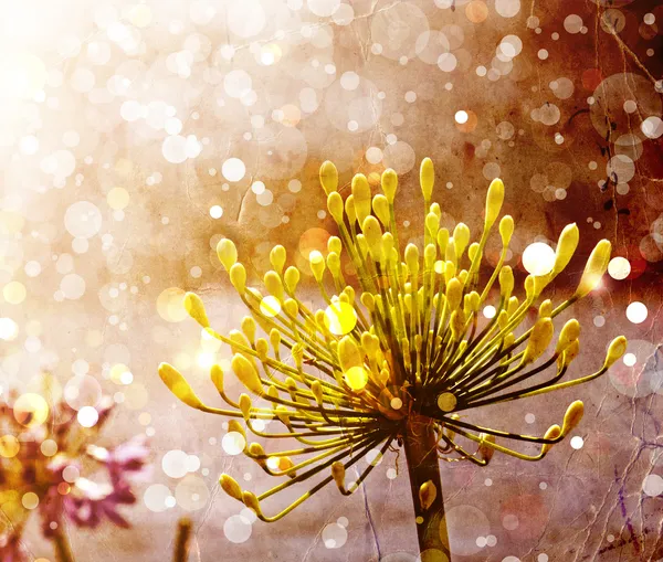 Hermoso y brillante fondo floral otoñal —  Fotos de Stock