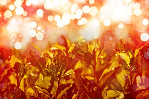 美しく、明るい花秋の背景 — ストック写真