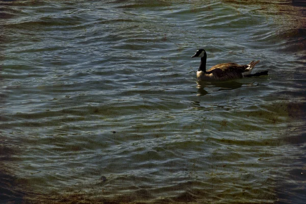 Patos en el agua. Lago en la ciudad . —  Fotos de Stock