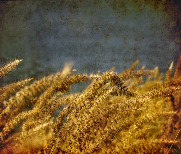 Campo de grama durante o pôr do sol — Fotografia de Stock