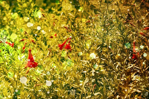 Fundo outonal floral bonito e brilhante — Fotografia de Stock