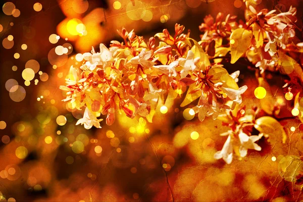Mooi en helder floral herfst achtergrond — Stockfoto