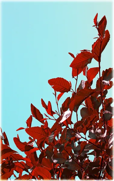 Foglie rosse sfondo, sfondo autunno — Foto Stock