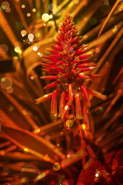 Fundo da flor, flor da mola — Fotografia de Stock