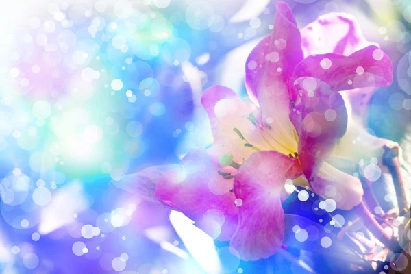 Flower backgrond , spring bloom — Stock Photo, Image