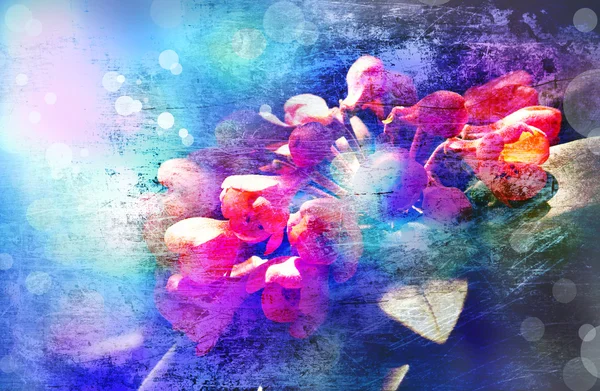 꽃 backgrond, 봄 꽃 — 스톡 사진