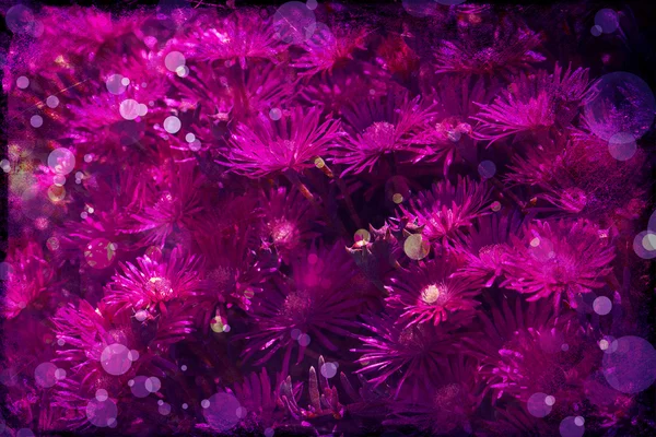 Blomsterrygg, vårblomst – stockfoto