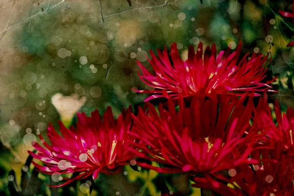 Flower backgrond , spring bloom — Stock Photo, Image