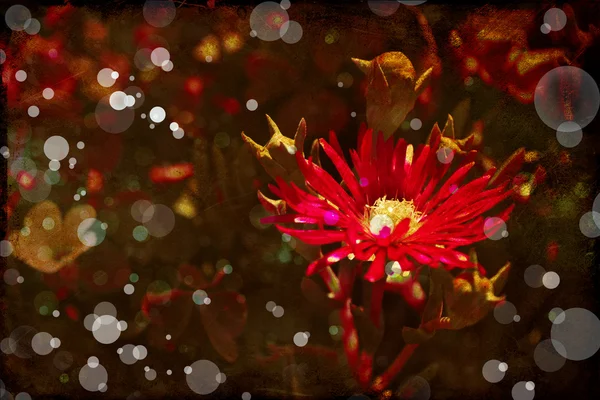 Blume backgrond, Frühlingsblüte — Stockfoto