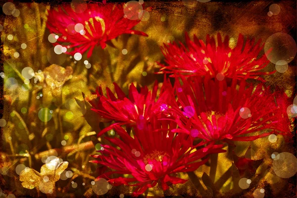 Flower backgrond , spring bloom — Stock Photo, Image