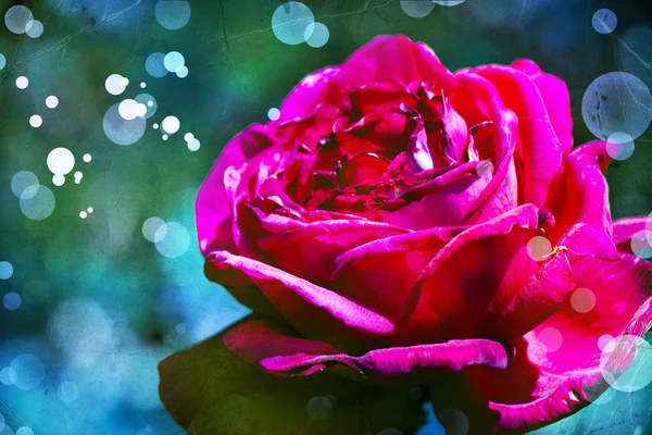 Czerwona róża z kropelkami wody — Zdjęcie stockowe