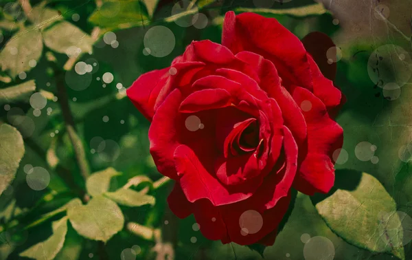 Rosa roja con gotitas de agua — Foto de Stock