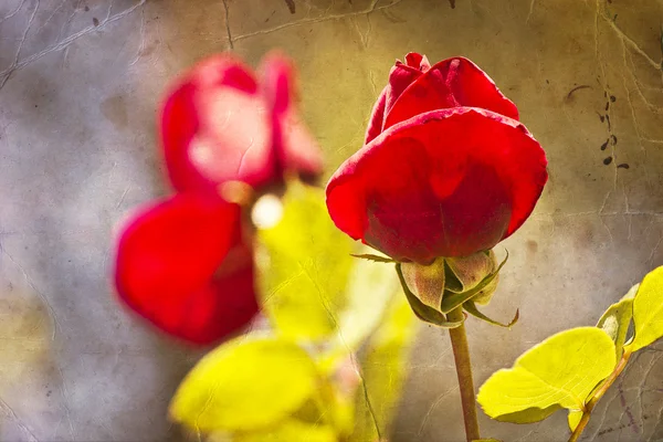 Fundo da flor, flor da mola — Fotografia de Stock