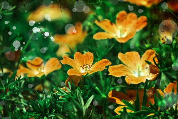 Fondo de flores, flor de primavera — Foto de Stock