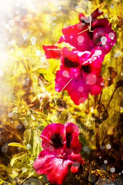 Bloem backgrond, voorjaar bloeien — Stockfoto