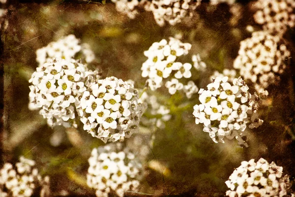 Çiçek backgrond, Bahar bloom — Stok fotoğraf