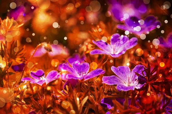 Blomma backgrond, våren Blom — Stockfoto