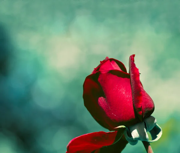 Rode roos met waterdruppels Stockafbeelding