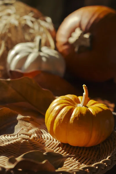 Thanksgiving achtergrond met pumpkins. Retro kaart — Stockfoto