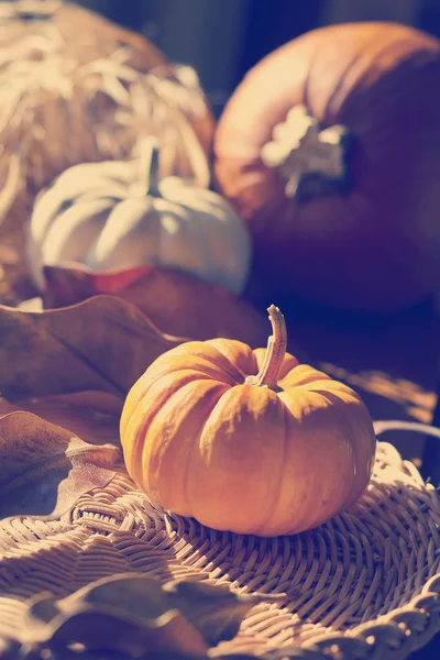 Thanksgiving achtergrond met pumpkins. Retro kaart — Stockfoto