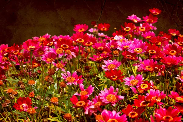 Fondo de flores, flor de primavera — Foto de Stock