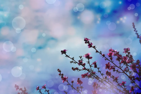 Fundo da flor, flor da mola — Fotografia de Stock