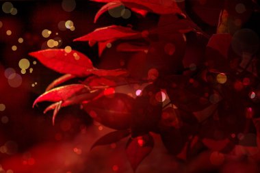 çiçek backgrond, Bahar bloom