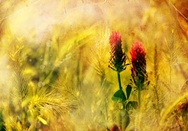 Virág backgrond, tavasszal virágzik — Stock Fotó