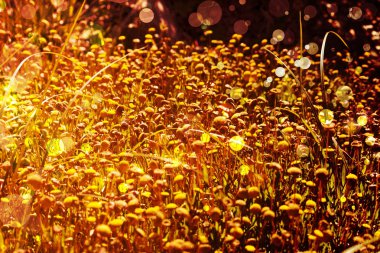 Bright autumnal floral background