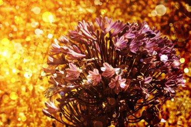 Bright autumnal floral background