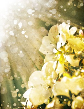 çiçek backgrond, Bahar bloom