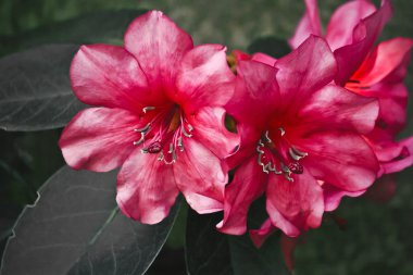 çiçek backgrond, Bahar bloom