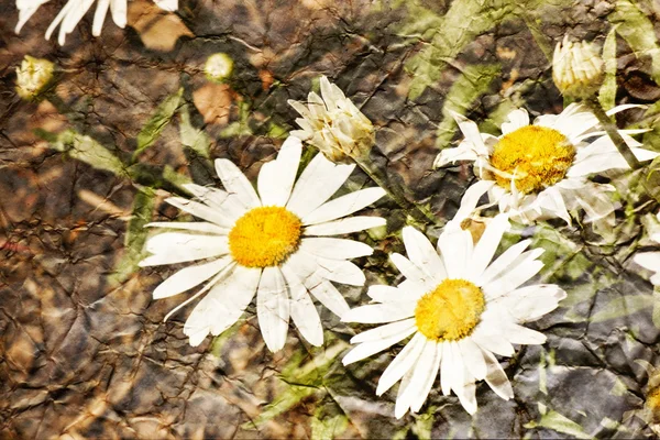 Camomilla fiori sfondo — Foto Stock