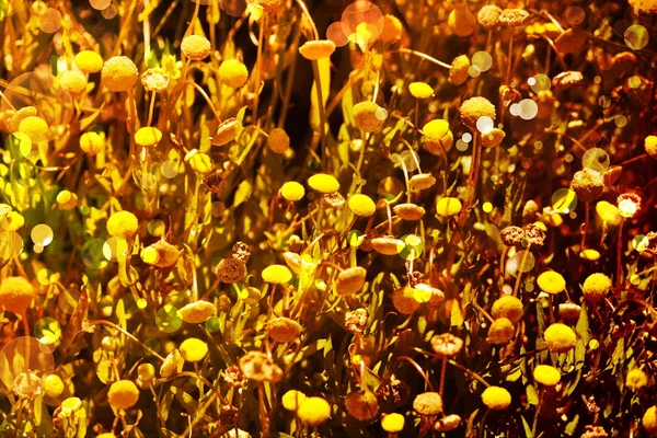 Fundo floral outonal brilhante — Fotografia de Stock