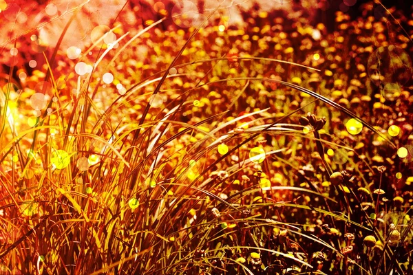 Bright autumnal floral background — Stok fotoğraf