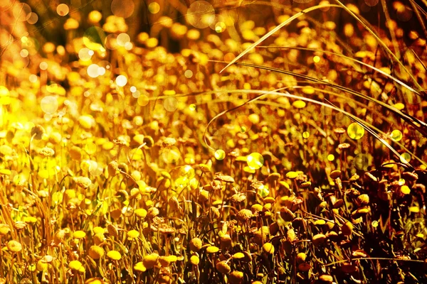 明るい秋の花の背景 — ストック写真