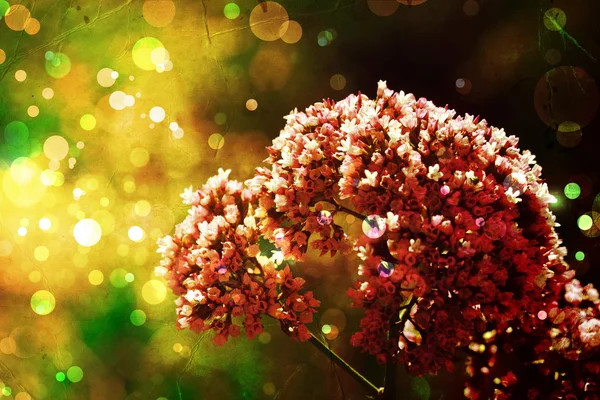 Flower backgrond, spring bloom — Stock Photo, Image